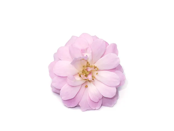 Rosa Damasco Flor Rosa Sobre Fundo Branco Nome Científico Rosa — Fotografia de Stock
