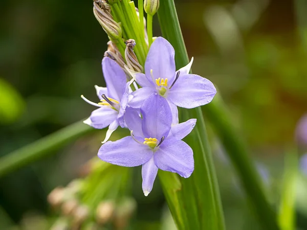 Close Violet Flower Scientific Name Monochoria Elata Ridl Plant — Stock Photo, Image