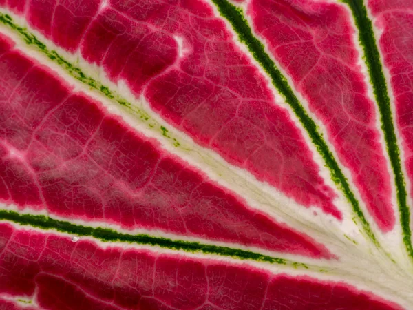 Tutup Tekstur Daun Caladium Bicolor — Stok Foto