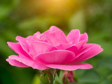 Pembe Damask çiçeğini kapat. Arkaplanda ışık var..