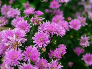 Marguerite Daisy Çiçeği, Michaelmas Daisy, Boston ya da Paris Daisy, Cobbity Daisy. (Bilimkurgu adı Argyranthemum frutescens (Kasımpatı fructescens))