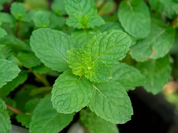 Close Kitchen Mint Marsh Mint Leaf Vědecký Název Metha Cordifolia — Stock fotografie