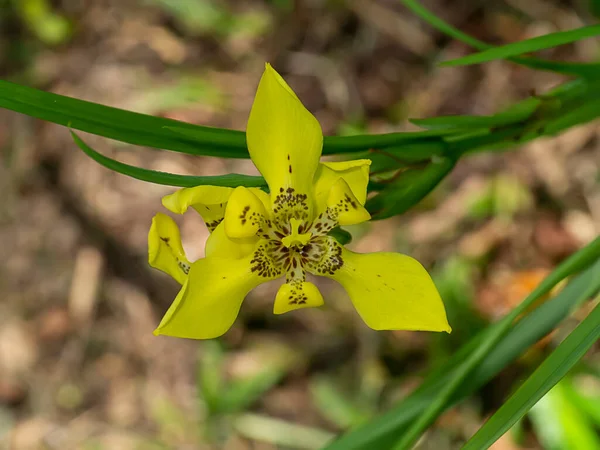 Покрийте Жовту Квітку Ірису Йде Наукова Назва Neomarica Longifolia Link — стокове фото