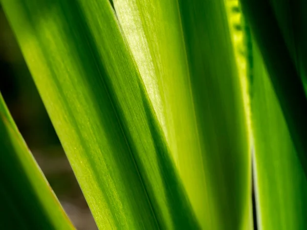 Närbild Gröna Löv Bakgrund — Stockfoto