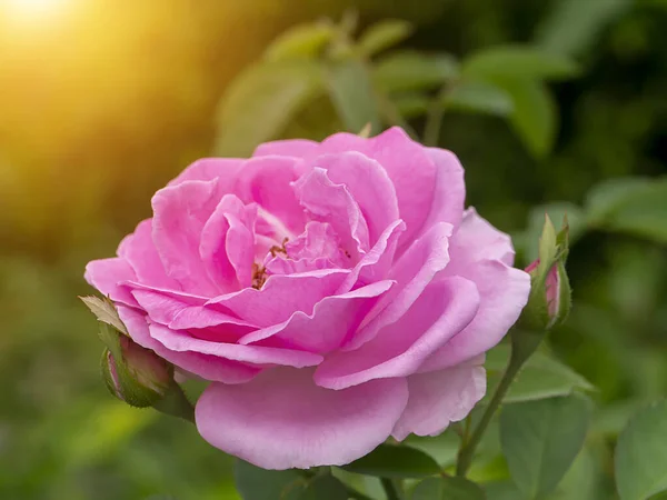 Close Růžový Damask Růže Květ Světlem Rozmazané Pozadí — Stock fotografie