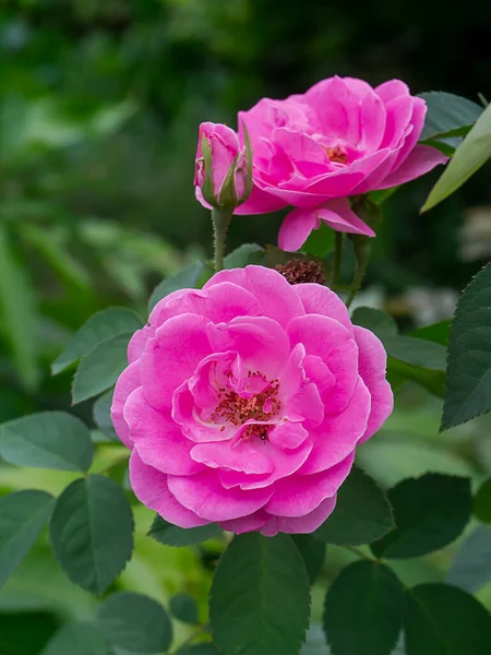 Nahaufnahme Rosa Damast Rose Blume Mit Verschwommenem Hintergrund — Stockfoto