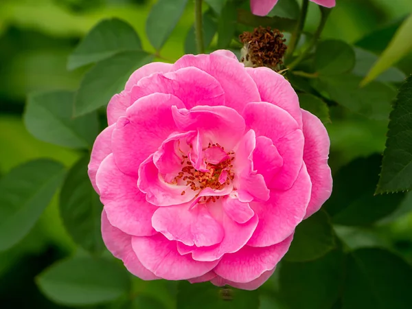 Close Rosa Damasco Rosa Fiore Con Sfondo Sfocato — Foto Stock