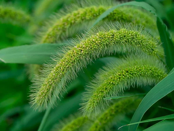 Närbild Grön Blomma Gräs Med Blad Suddig Bakgrund — Stockfoto