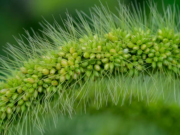 Gros Plan Herbe Fleur Verte — Photo