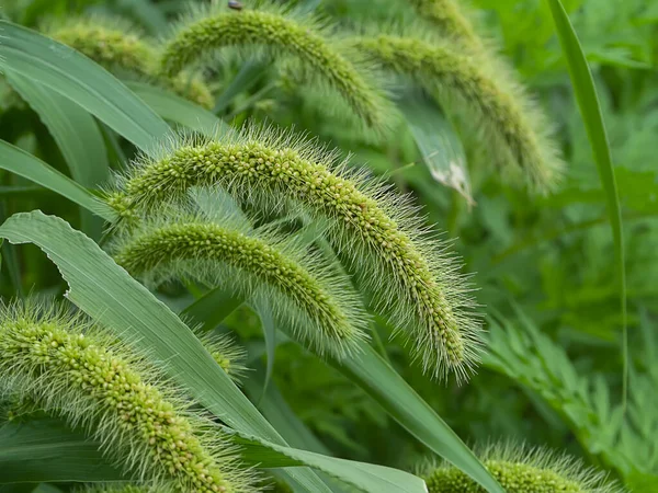 Cerca Hierba Flor Verde Con Hoja Fondo Borroso — Foto de Stock