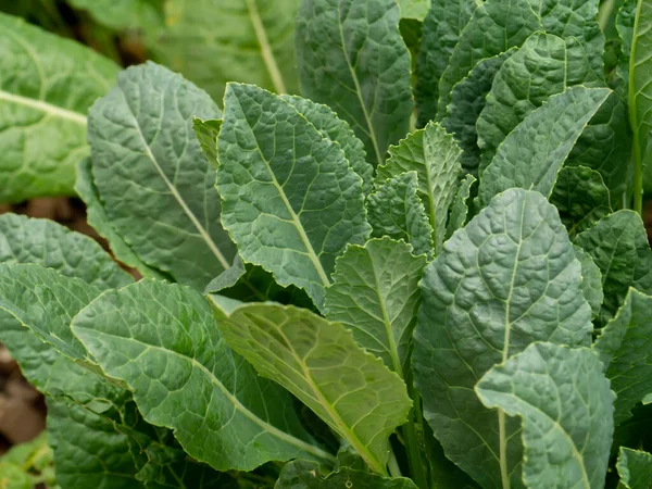 Close Kale Leaves Tree Scientific Name Brassica Oleracea Var Sabellica — Stock Photo, Image
