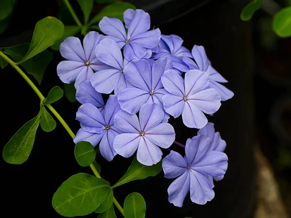 Blaue Blume Von Kap Bleifuß Garten Wissenschaftlicher Name Plumbago Auriculata — Stockfoto
