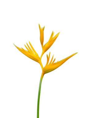 Sarı Heliconia çiçeğinin çiçek açması kesme yolu ile beyaz arka planda izole edilir. (Bilimsel adı Heliconia)