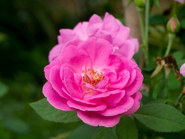 Pembe Damask Gül çiçeğini kapatın..