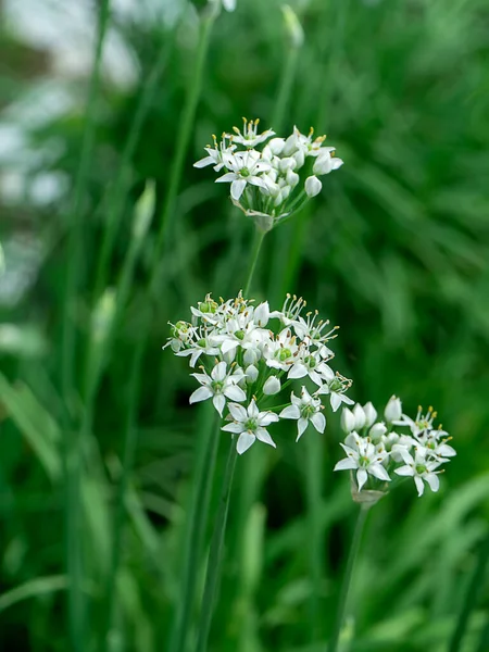 Feche Flor Cebolinha Chinesa Com Fundo Borrão Denominação Científica Allium — Fotografia de Stock