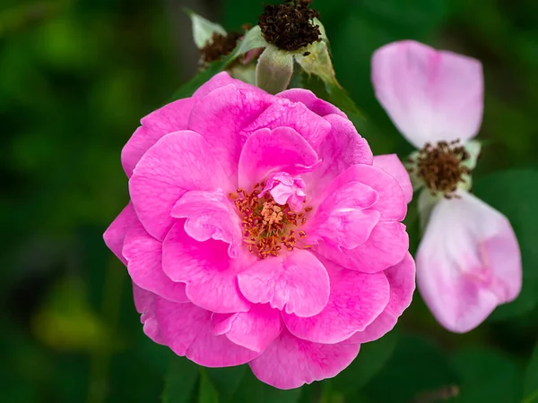 Nahaufnahme Rosa Damast Rose Blume Mit Verschwommenem Hintergrund — Stockfoto