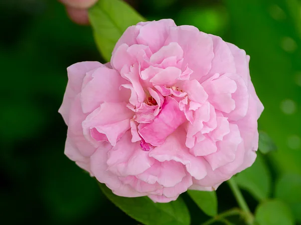 Cerca Rosa Muy Fragante Rosa Obispo Castillo Rosa Flor — Foto de Stock