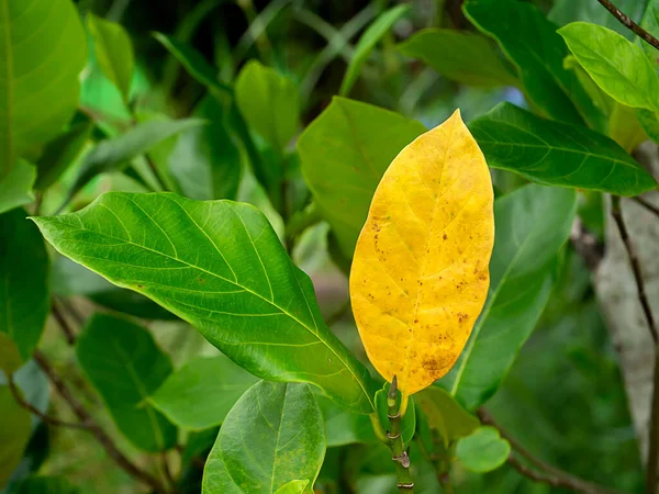 Close Foglie Verdi Gialle Albero Jackfruit Crescita — Foto Stock