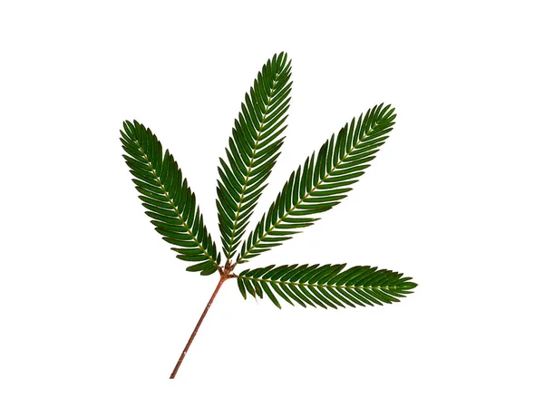Close Sensitive Plant Leaves White Background Scientific Name Mimosa Pudica — Stock Photo, Image