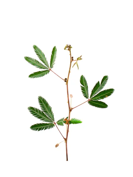 Zbliżenie Wrażliwych Liści Roślin Białym Tle Nazwa Naukowa Mimosa Pudica — Zdjęcie stockowe