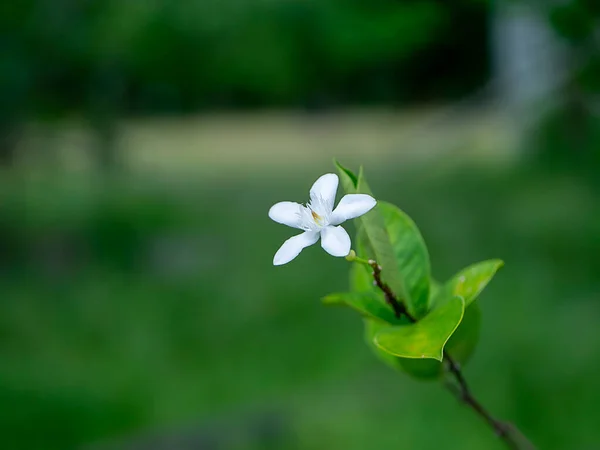 Sluiten Koraal Wervelbloem Met Wazige Achtergrond Wetenschappelijke Naam Wrightia Antidysenterica — Stockfoto