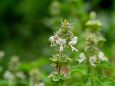Bulanık arkaplanlı Tatlı Basil çiçeğini kapat. (Bilimsel adı Ocimum Basilicu