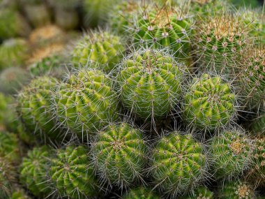 Bulanık arkaplanı olan kaktüsü kapat.