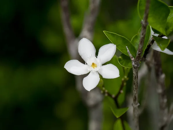 Close Coral Swirl Flower Blur Background Scientific Name Wrightia Antidysenterica — Stock Photo, Image