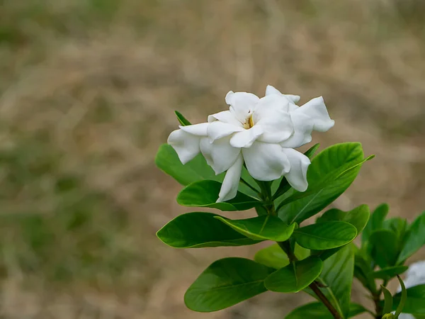 白いクチナシの花や 背景がぼやけているジャスミン岬 Gardenia Jasminoides — ストック写真