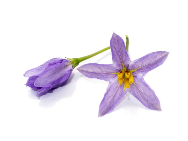 Zamknij Brinjal Kwiat Białym Tle Nazwa Naukowa Solanum Indicum — Zdjęcie stockowe