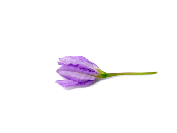 Κοντινό Πλάνο Λουλούδι Brinjal Λευκό Φόντο Επιστημονική Ονομασία Solanum Indicum — Φωτογραφία Αρχείου