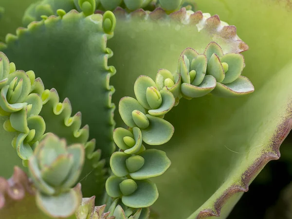 Feche Erva Fábrica Couve Chinesa Nome Científicobryophyllum Pinnatu — Fotografia de Stock