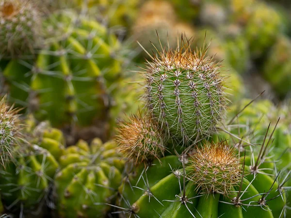 Primo Piano Cactus Con Sfondo Sfocato — Foto Stock