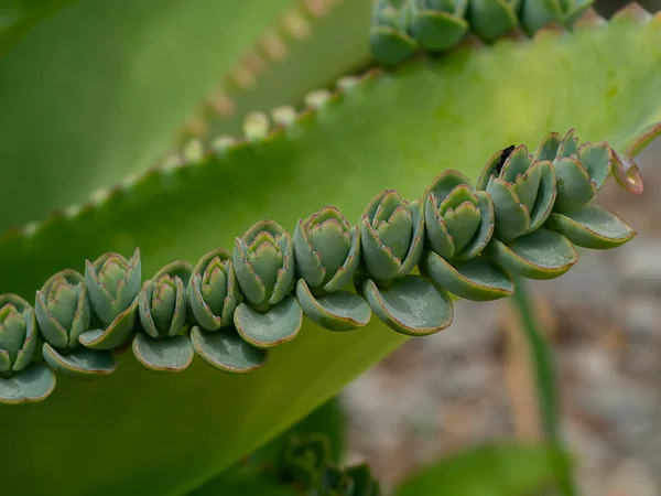 Close Herb Chinese Kale Plant Scientific Namebryophyllum Pinnatu — Stock Photo, Image