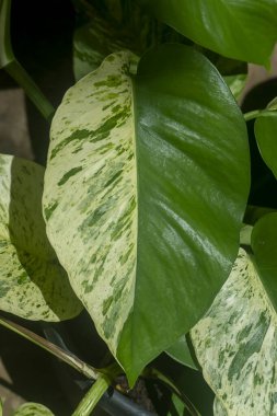 Altın Avcı 'nın Rolae yapraklarını ya da benekli bitkilerini kapatın. (Bilimsel adı Epipremnum aureum)