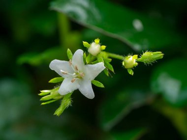 Eukien çay çiçeğini kapat. Bilimsel adı Carmona retusa (Vahl.) Masum)
