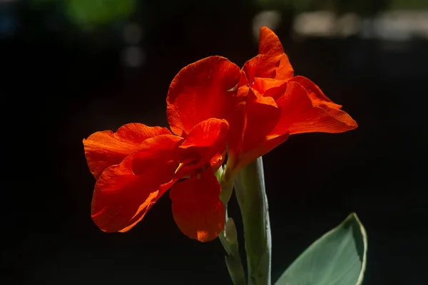 Gros Plan Orange Indian Shot Fleur Avec Lumière Sur Fond — Photo