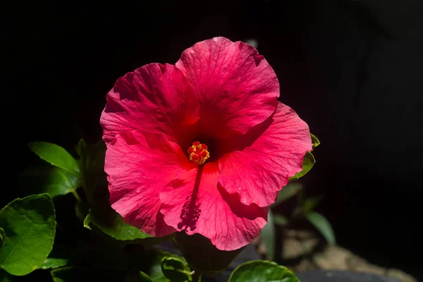 暗い背景にローズモール 中国のバラの花を閉じます 学名Hibiscus Rosa Sinensis — ストック写真