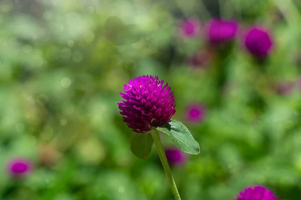 Nahaufnahme Einer Amaranth Blume Wissenschaftlicher Name Gomphrena Globosa — Stockfoto