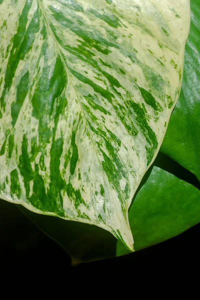 Fermer Feuilles Rolae Chasseur Plante Tachetée Nom Scientifique Epipremnum Aureum — Photo