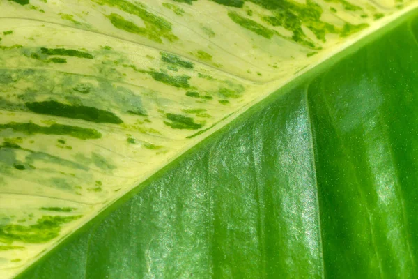 Altın Avcı Nın Rolae Yapraklarını Benekli Bitkilerini Kapatın Bilimsel Adı — Stok fotoğraf
