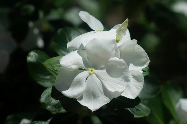 ペリウィンクル岬 明るい目 インドのペリウィンクル マダガスカルペリウィンクルの花の葉 Catharanthus Roseus Don — ストック写真