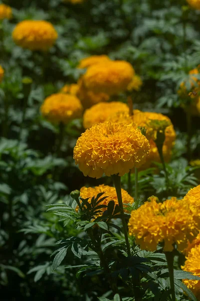 Närbild Amerikansk Ringblomma Aztec Ringblomma Stor Ringblomma Vetenskapligt Namn Tagetes — Stockfoto