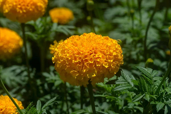 Närbild Amerikansk Ringblomma Aztec Ringblomma Stor Ringblomma Vetenskapligt Namn Tagetes — Stockfoto