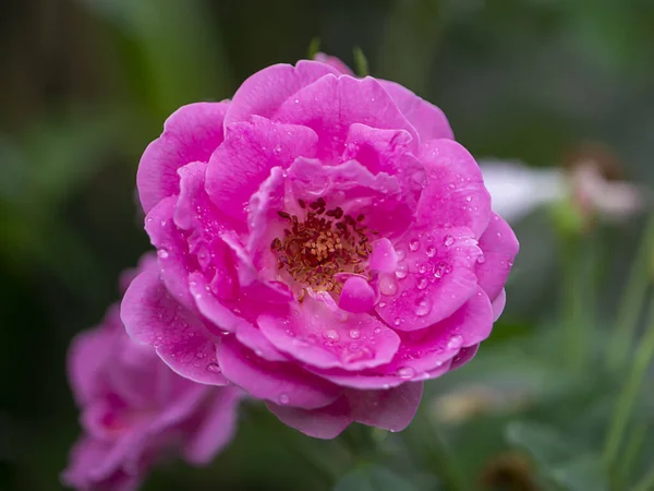 Закройте Розовый Цветок Розовой Маски Каплей Воды Размытом Фоне Научное — стоковое фото