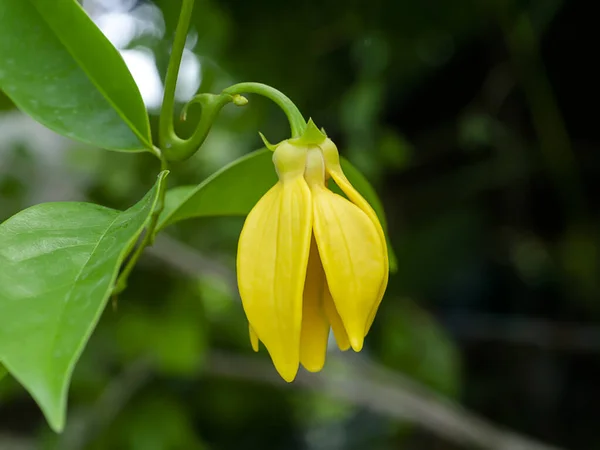 Close Fragrant Flowers Climbing Ylang Ylang Climbing Ilang Ilang Manorangini — Stock Photo, Image