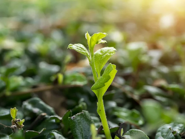 Close Eukien Tea Leaves Blur Background Scientific Name Carmona Retusa — Stock Photo, Image