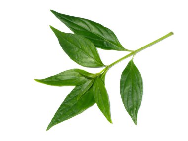 Kariyat yapraklarını ya da beyaz arka planda The Creat bitkisini kapatın. (Bilimsel Adı Andrographis panikleme (Burm. F) Duvar.)