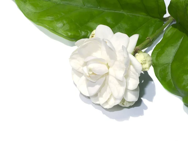 Primer Plano Flor Jazmín Blanco Con Hoja Sombra Sobre Fondo —  Fotos de Stock