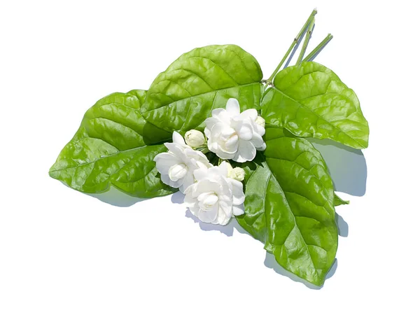Zbliżenie Biały Kwiat Jaśminu Liściem Cieniem Białym Tle Nazwa Naukowa — Zdjęcie stockowe